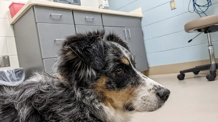 Small Animal Hospital 10