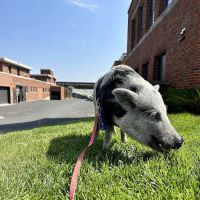 Veterinary Medical Center South ico