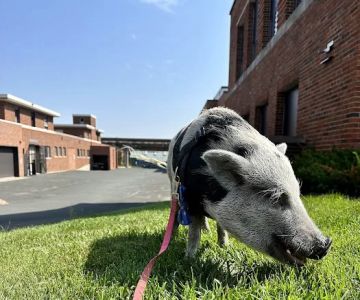 Veterinary Medical Center South
