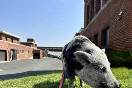 Veterinary Medical Center South