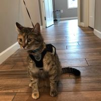Minnepau Veterinary Clinic ico