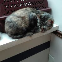 Dupont Veterinary Clinic ico