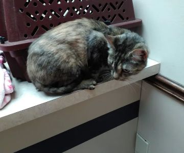 Dupont Veterinary Clinic