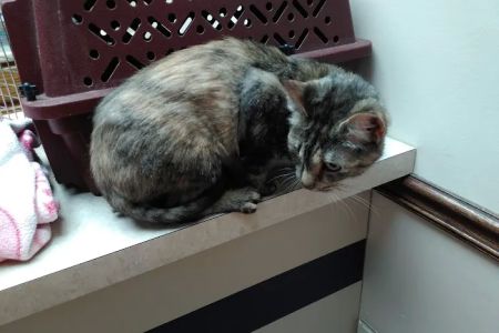 Dupont Veterinary Clinic
