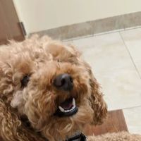 Fort Wayne Pet Hospital ico