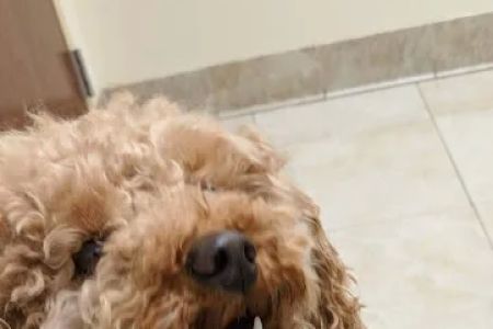 Fort Wayne Pet Hospital