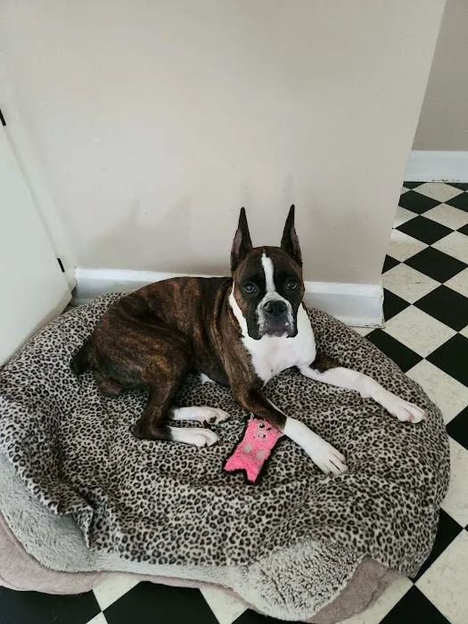 Fort Wayne Pet Hospital 10