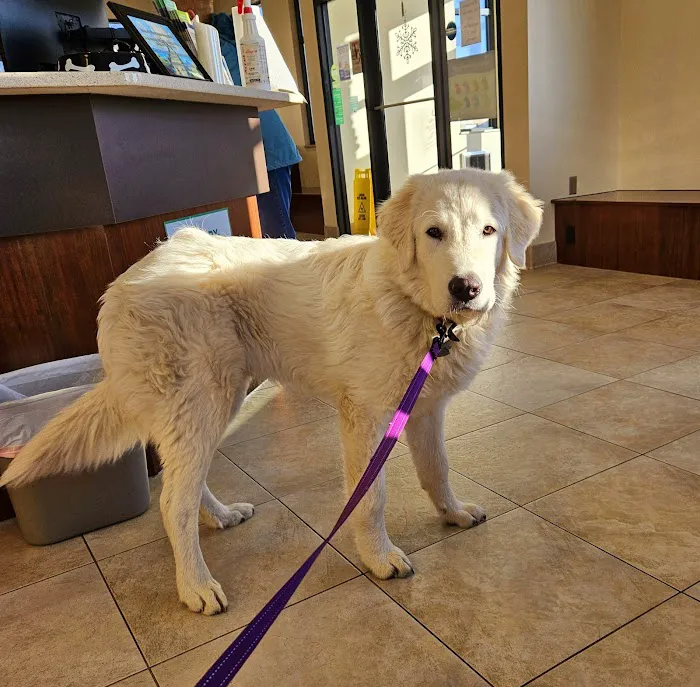 Fort Wayne Pet Hospital 6