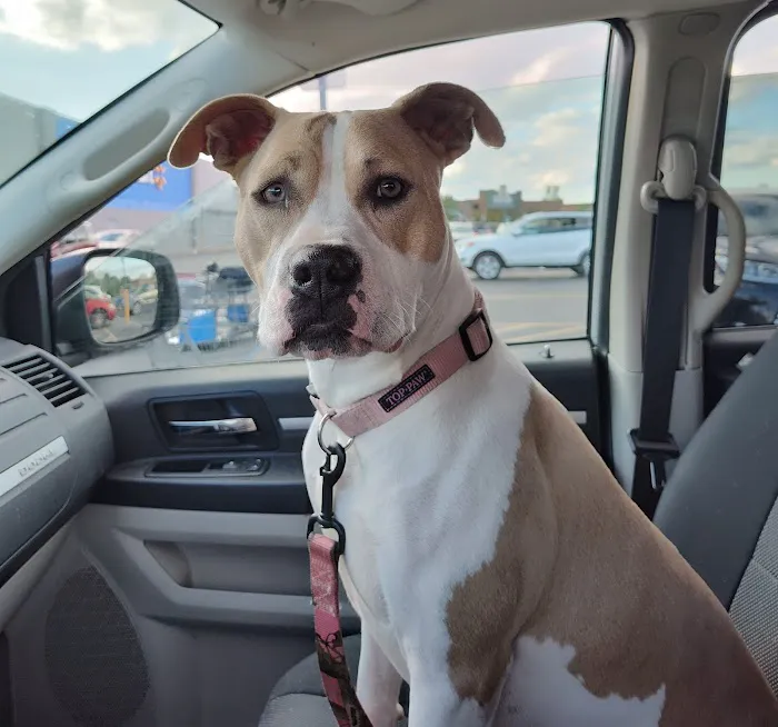 Fort Wayne Pet Hospital 7