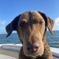 Cedar Creek Veterinary Clinic ico