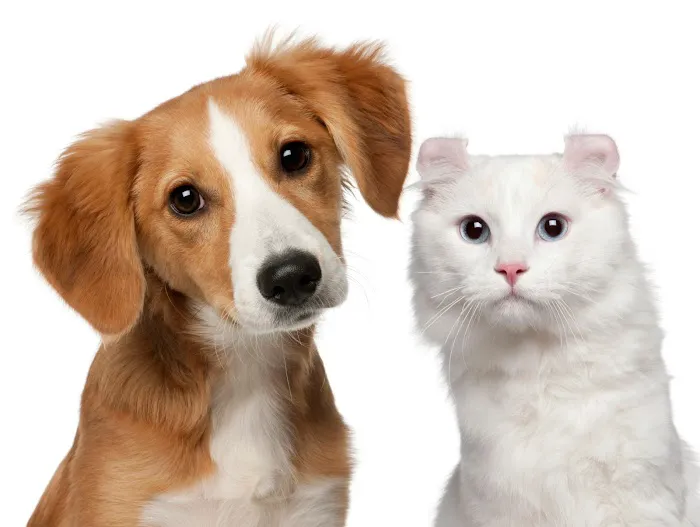 St Joe Center Veterinary Hospital 12