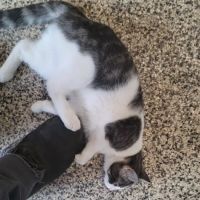 Yarde Veterinary Services (Food Animal Veterinarian) ico