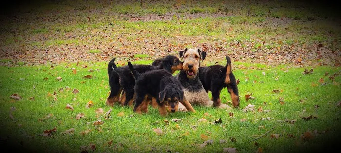 Vassar Veterinary 5