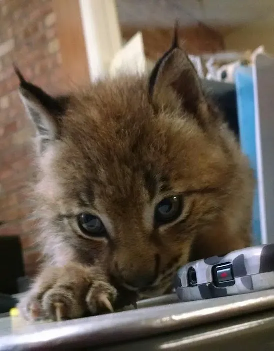 Vassar Veterinary 3