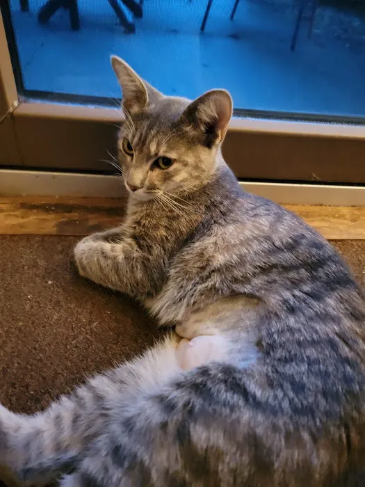 Vassar Veterinary 1