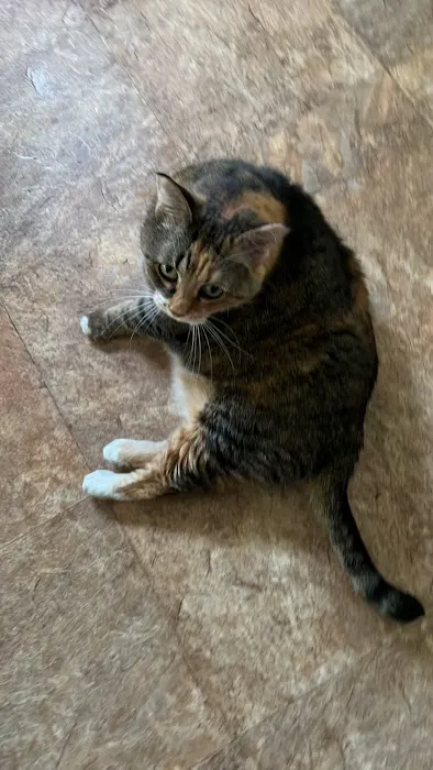 4-Paws Veterinary Clinic 1