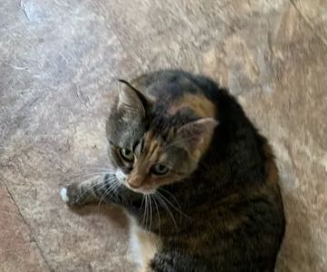 4-Paws Veterinary Clinic