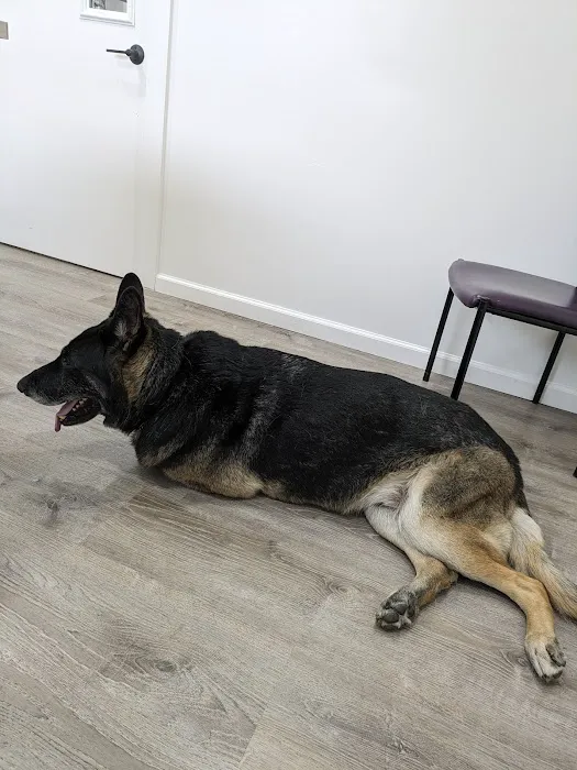 4-Paws Veterinary Clinic 4