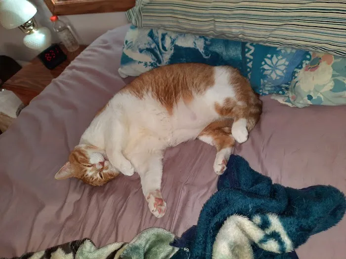4-Paws Veterinary Clinic 6