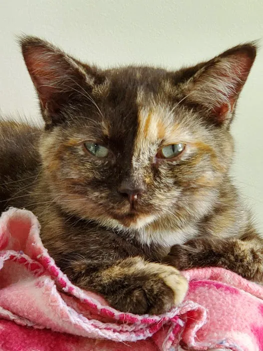 4-Paws Veterinary Clinic 3