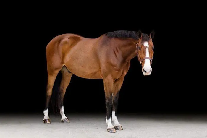 Four Winds Farm & Equine Hospital 2