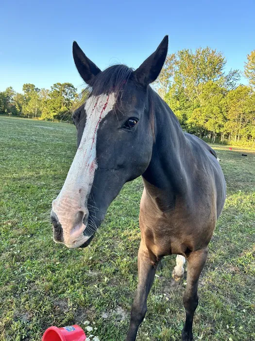 Four Winds Farm & Equine Hospital 1