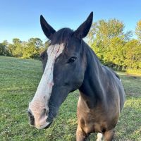 Four Winds Farm & Equine Hospital ico