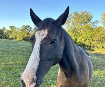 Four Winds Farm & Equine Hospital