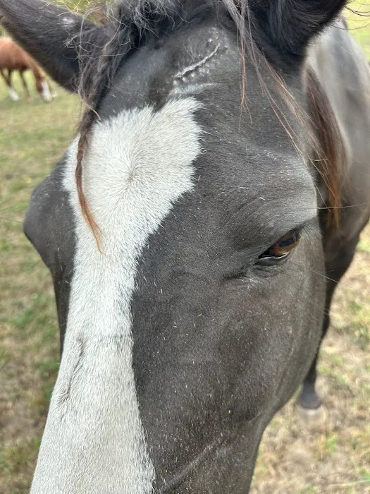 Four Winds Farm & Equine Hospital 5