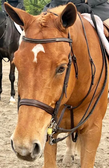 Four Winds Farm & Equine Hospital 3