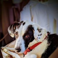 Caro Veterinary Clinic ico