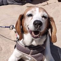 Clio Animal Hospital ico
