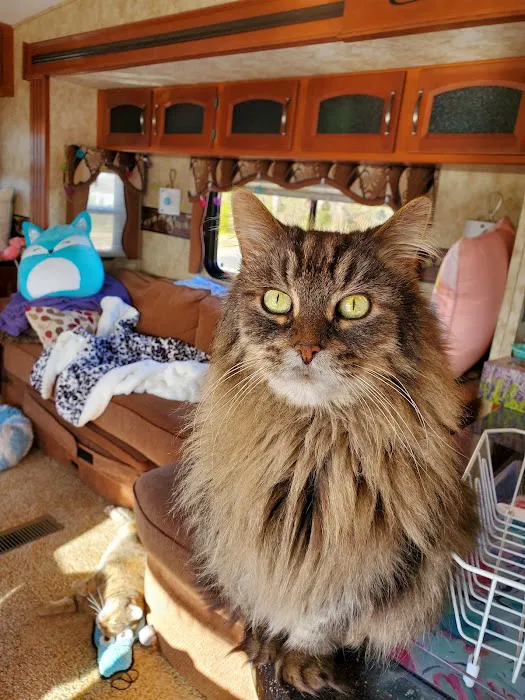 Clio Animal Hospital 7