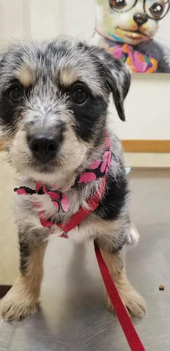 Clio Animal Hospital 3