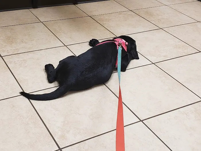 Laursen Veterinary Service 1