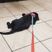 Laursen Veterinary Service ico