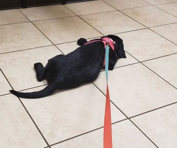 Laursen Veterinary Service