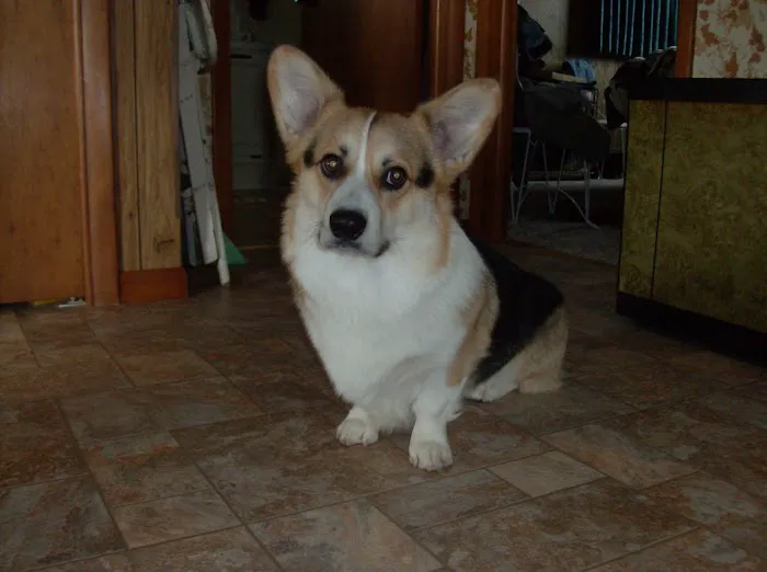 Laursen Veterinary Service 7