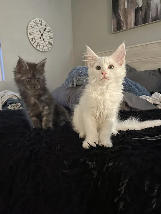 Massive Maine Coons 1