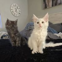 Massive Maine Coons ico