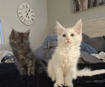 Massive Maine Coons