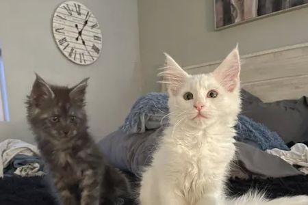 Massive Maine Coons