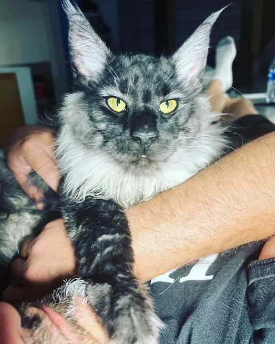 Massive Maine Coons 9