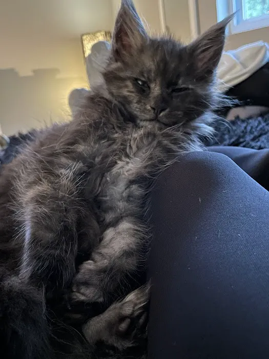 Massive Maine Coons 4