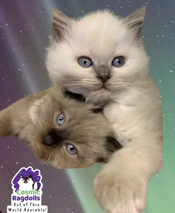 Cosmic Ragdolls 6