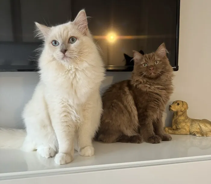 Cosmic Ragdolls 3