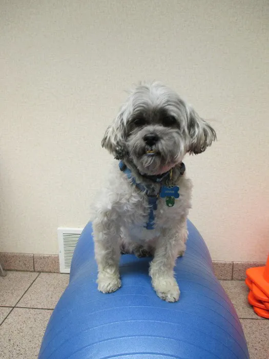 Veterinary Rehabilitation and Fitness 6