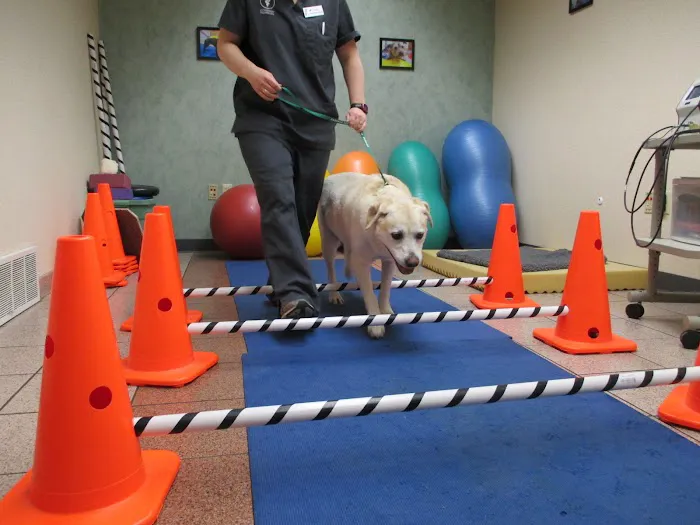 Veterinary Rehabilitation and Fitness 7