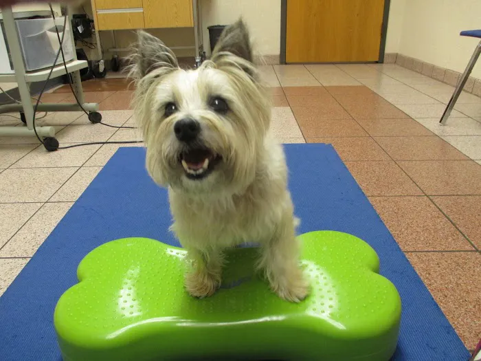 Veterinary Rehabilitation and Fitness 10