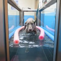 Veterinary Rehabilitation and Fitness ico